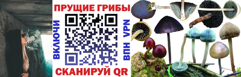Галлюциногенные грибы Psilocybe  Междуреченск 